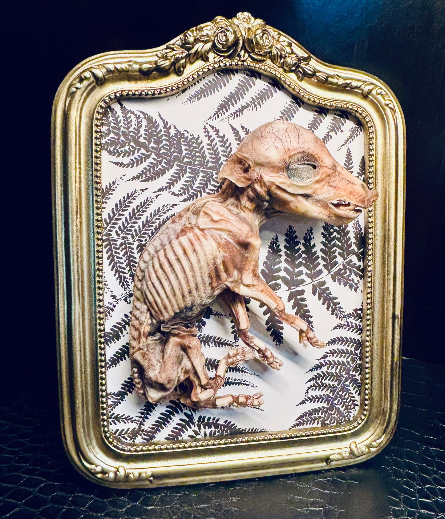 Mummified Fetal Piglet Framed D283