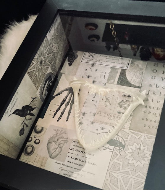 Real Angler Fish Jaw Shadow Box D282