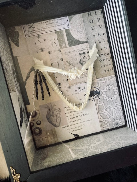 Real Angler Fish Jaw Shadow Box D282