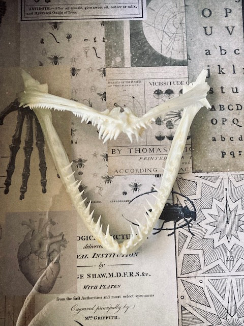 Real Angler Fish Jaw Shadow Box D282