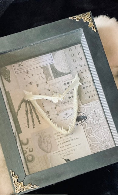 Real Angler Fish Jaw Shadow Box D282