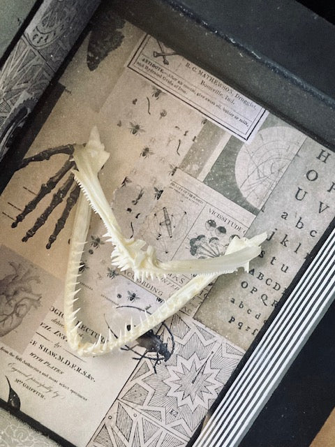 Real Angler Fish Jaw Shadow Box D282