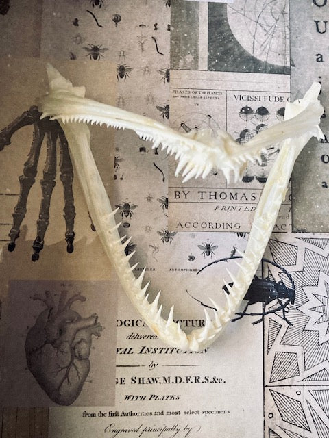 Real Angler Fish Jaw Shadow Box D282