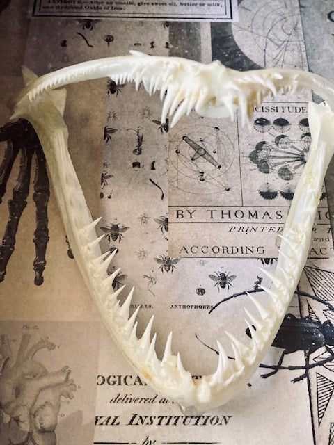 Real Angler Fish Jaw Shadow Box D282