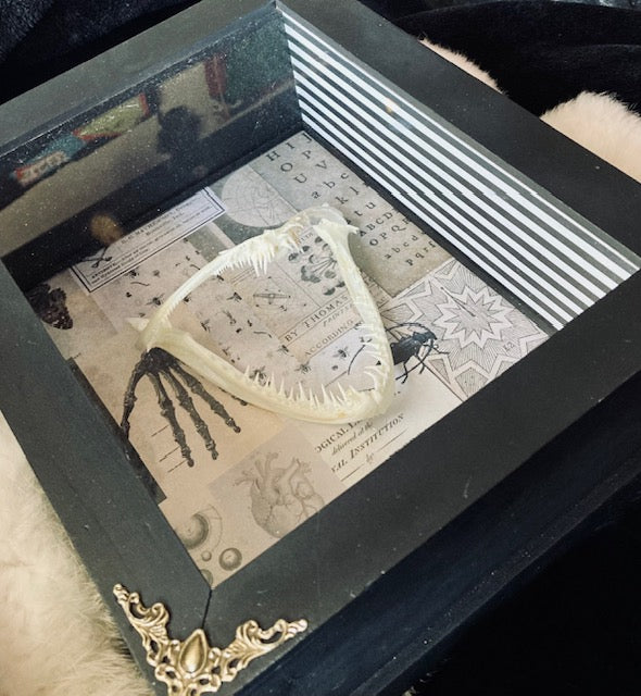 Real Angler Fish Jaw Shadow Box D282