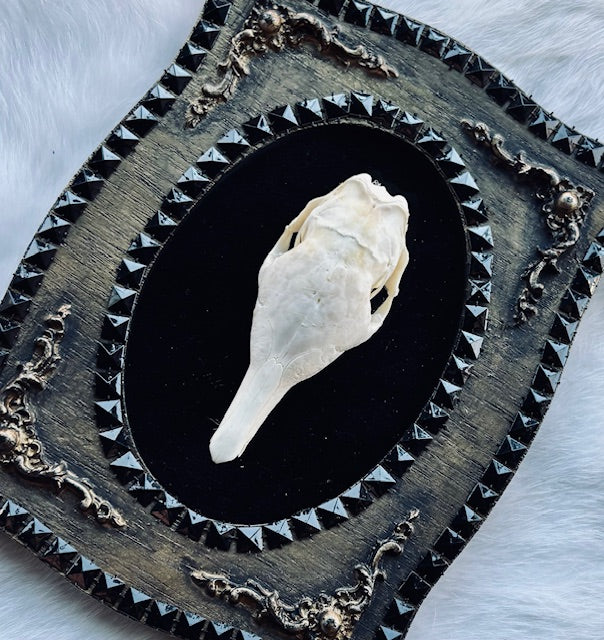 Armadillo Skull Framed D346