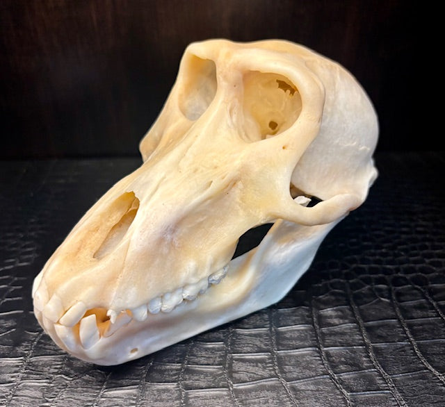 Adult Female Chacma Baboon Skull D217