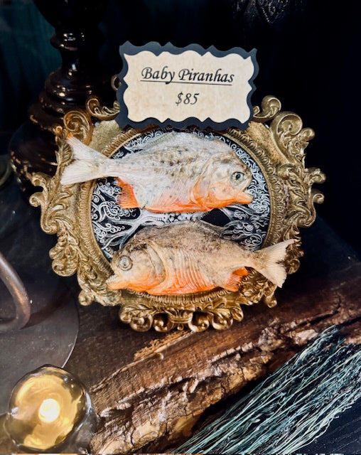 Baby Piranhas Framed D261