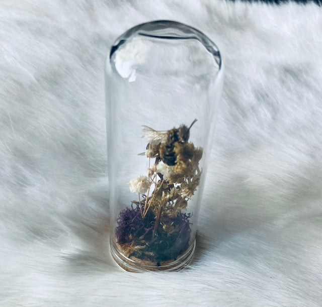Real HoneyBees in Glass Cloche with Dried Flowers D293