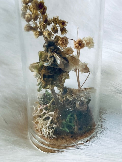 Real HoneyBees in Glass Cloche with Dried Flowers D293