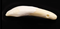 Buffalo Tooth C213