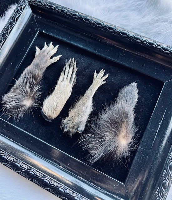 Mummified Critter Feet Frame D224