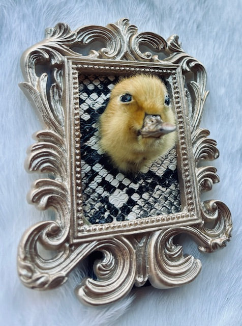 Taxidermy Duck Head D352