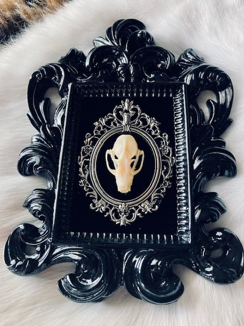Real Bat Skull Mounted in Baroque Frame D207