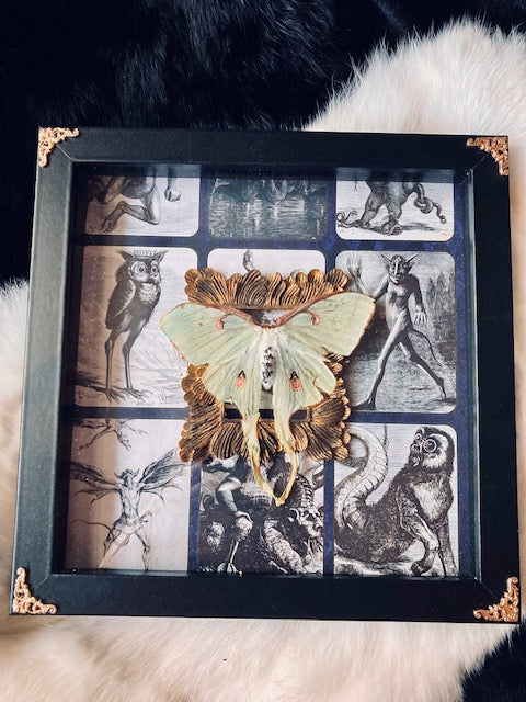 Real Luna Moth Shadow Box