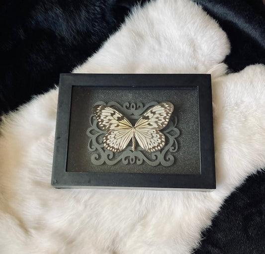Real Butterfly Shadowbox