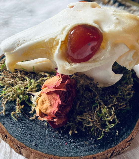 Real Rabbit Skull Mount with Genuine Carnelian Eyes D291