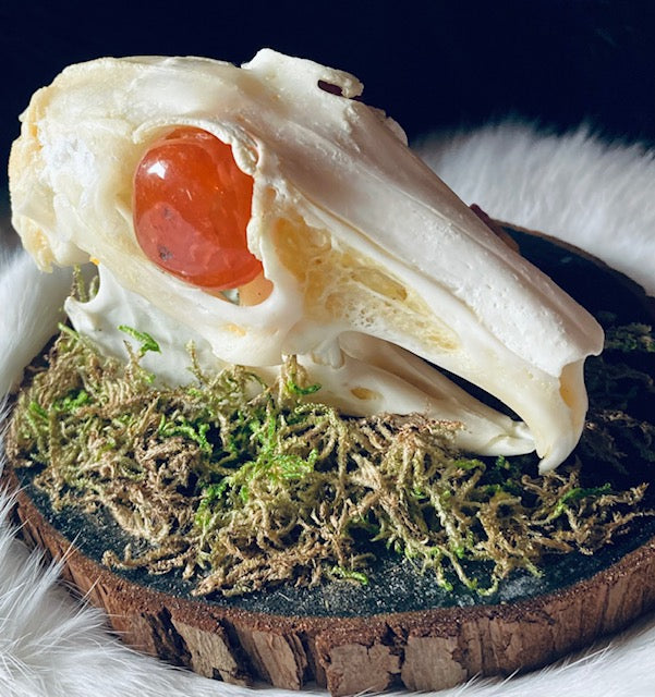 Real Rabbit Skull Mount with Genuine Carnelian Eyes D291