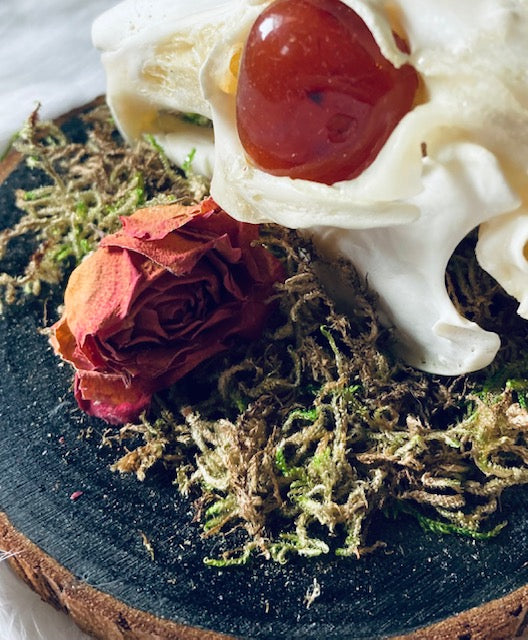 Real Rabbit Skull Mount with Genuine Carnelian Eyes D291