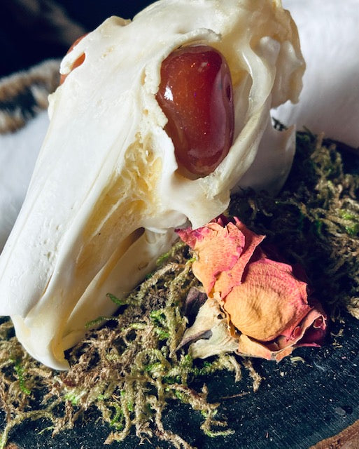 Real Rabbit Skull Mount with Genuine Carnelian Eyes D291