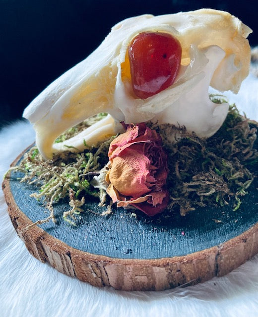 Real Rabbit Skull Mount with Genuine Carnelian Eyes D291