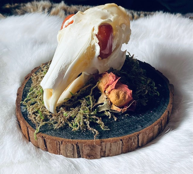 Real Rabbit Skull Mount with Genuine Carnelian Eyes D291