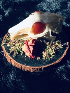 Real Rabbit Skull Mount with Genuine Carnelian Eyes D291
