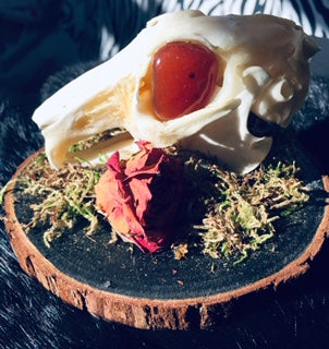 Real Rabbit Skull Mount with Genuine Carnelian Eyes D291
