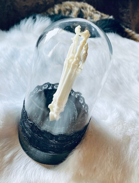 Real Rear Articulated Cat Paw In Glass Cloche D290