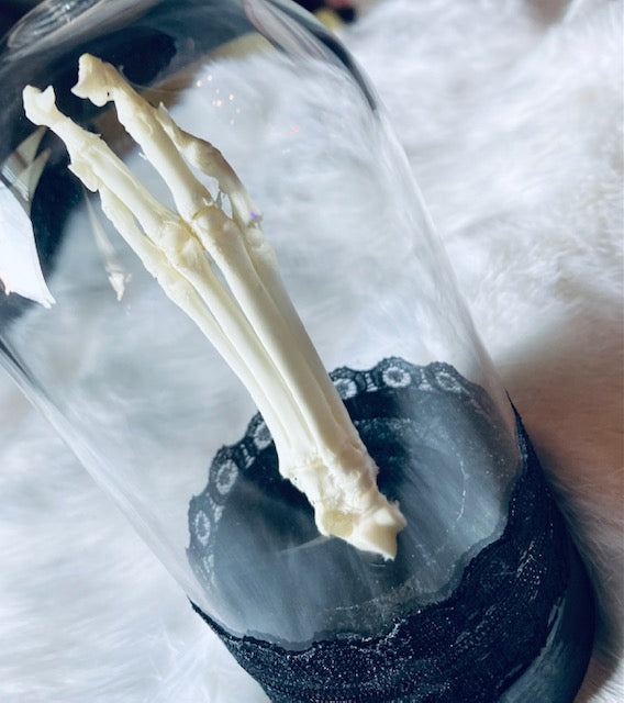Real Rear Articulated Cat Paw In Glass Cloche D290