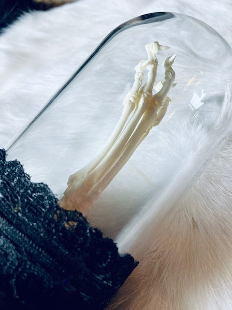 Real Rear Articulated Cat Paw In Glass Cloche D290