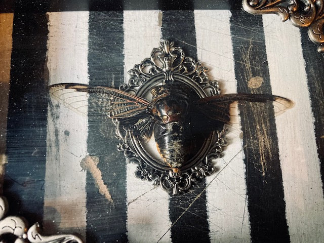 Real Giant Asian Cicada Shadow Box D289