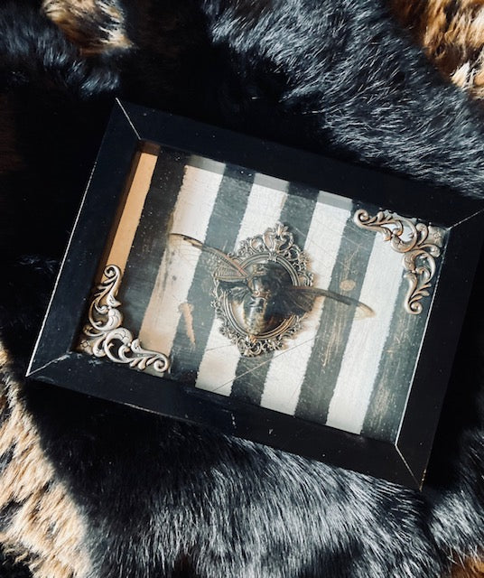 Real Giant Asian Cicada Shadow Box D289