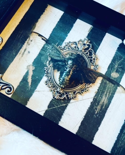 Real Giant Asian Cicada Shadow Box D289