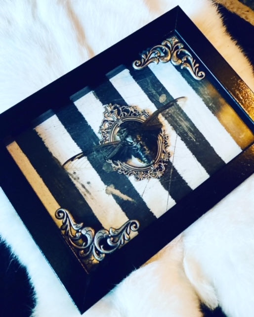 Real Giant Asian Cicada Shadow Box D289