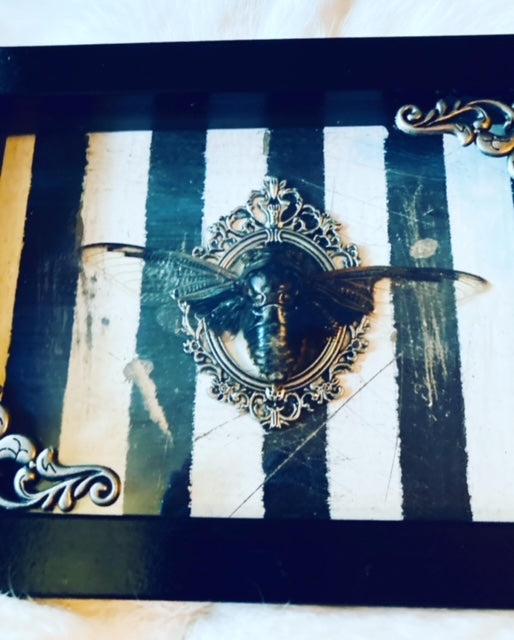 Real Giant Asian Cicada Shadow Box D289