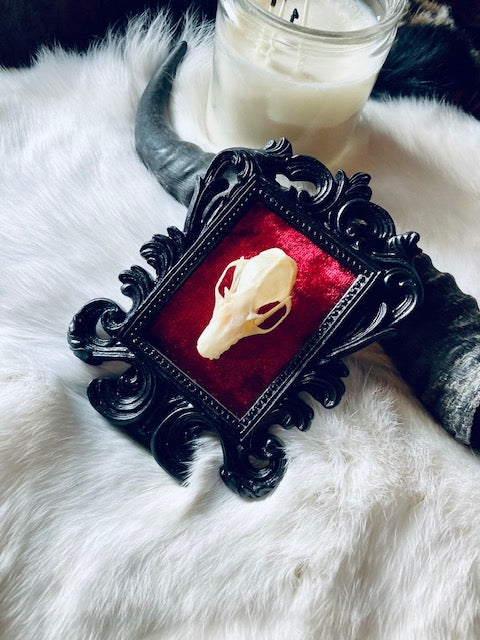 Real Bat Skull Mounted in Ornate Frame D206