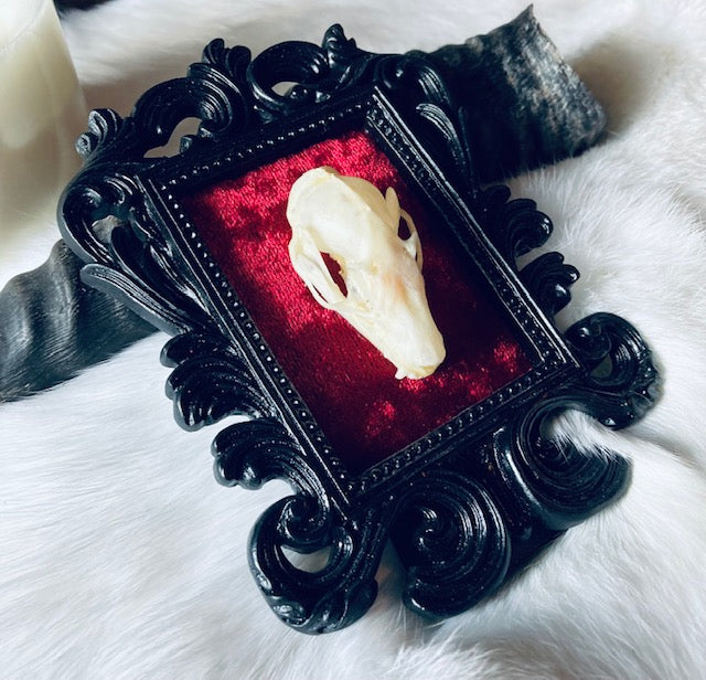 Real Bat Skull Mounted in Ornate Frame D206