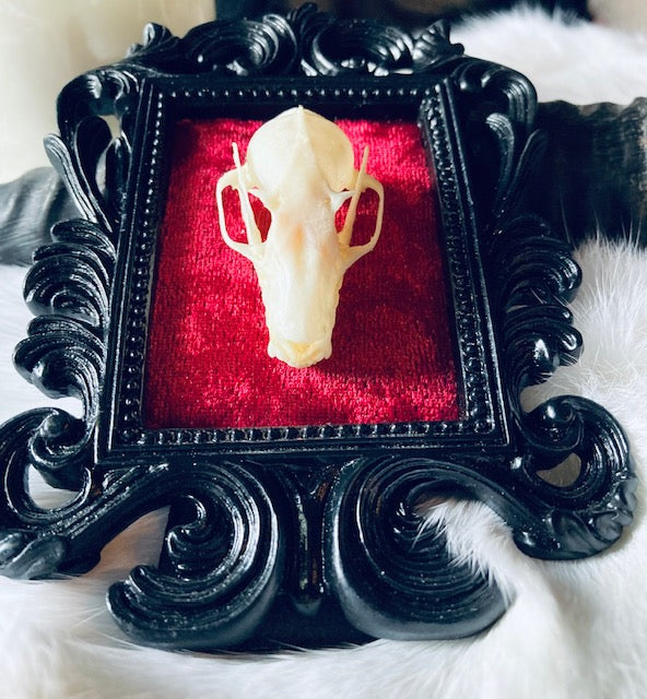 Real Bat Skull Mounted in Ornate Frame D206