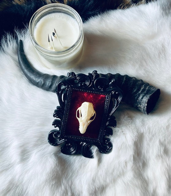 Real Bat Skull Mounted in Ornate Frame D206