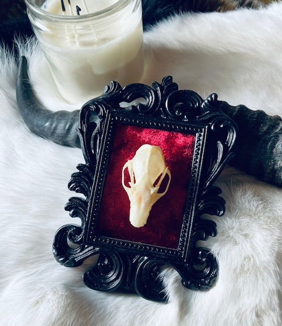 Real Bat Skull Mounted in Ornate Frame D206