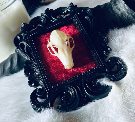 Real Bat Skull Mounted in Ornate Frame D206