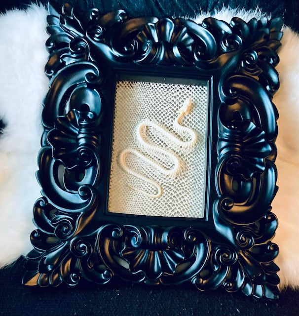 Real Pit Viper Snake Skeleton Framed D288