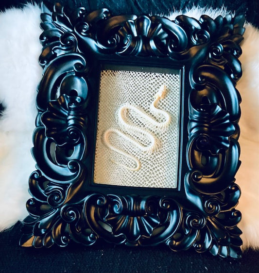 Real Pit Viper Snake Skeleton Framed D288