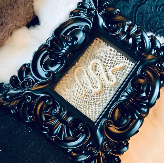 Real Pit Viper Snake Skeleton Framed D288