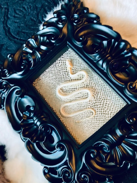 Real Pit Viper Snake Skeleton Framed D288