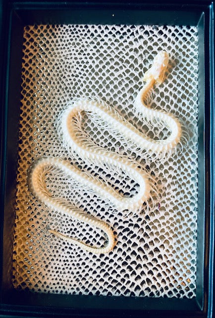 Real Pit Viper Snake Skeleton Framed D288