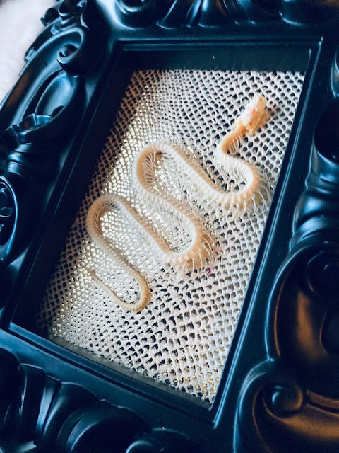 Real Pit Viper Snake Skeleton Framed D288