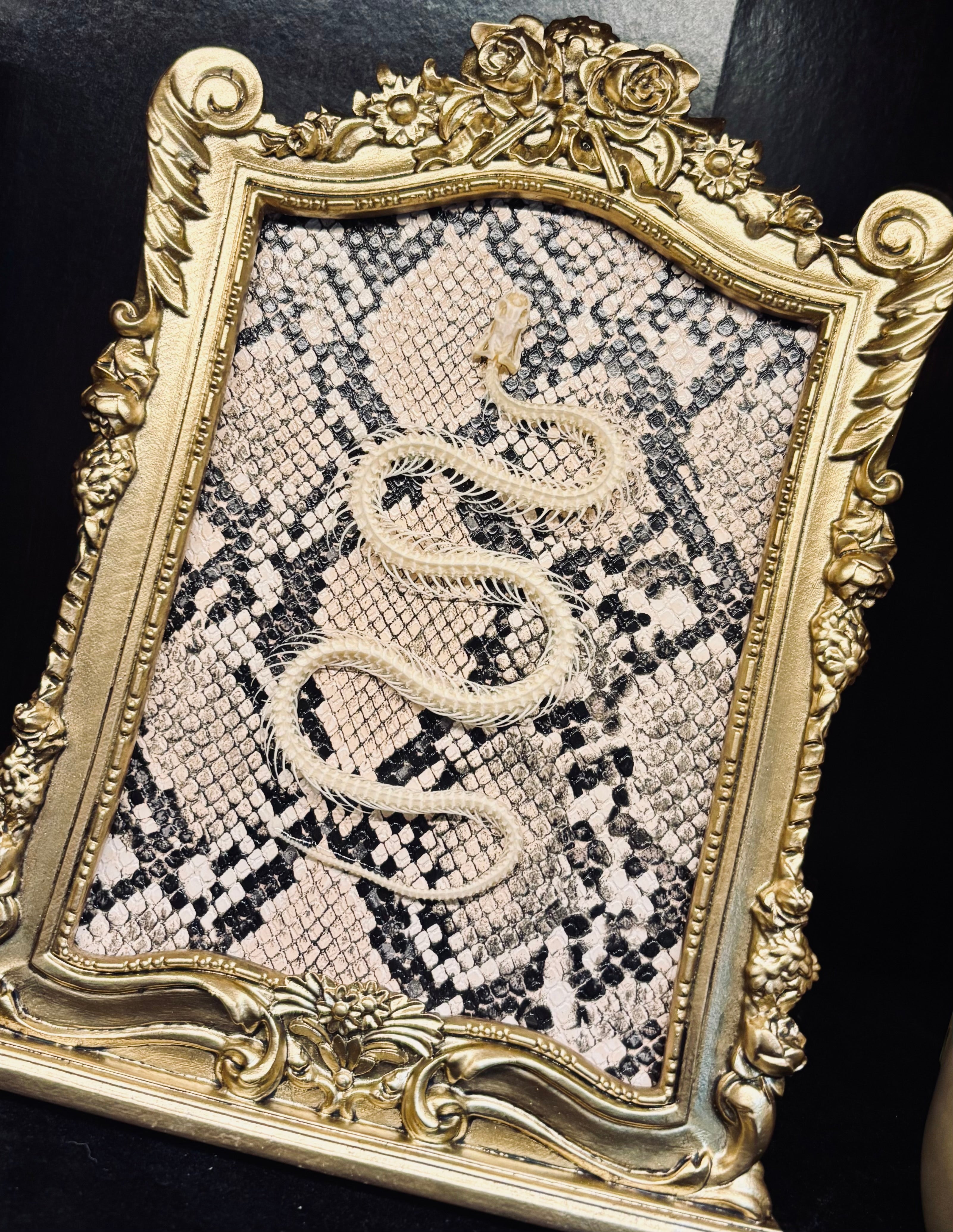 Pit Viper Skeleton Gold Frame D287 – Morbid Mementos Oddities and Occult