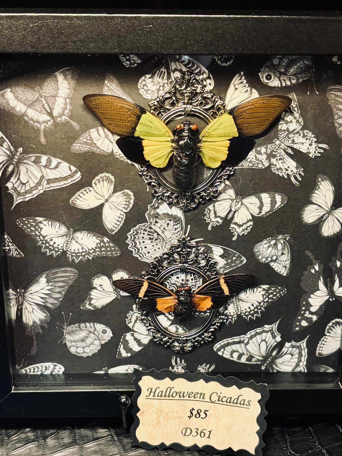 Halloween Cicadas Shadow Box D361